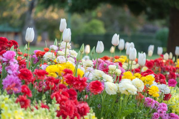 Gardening Service in Olive Branch