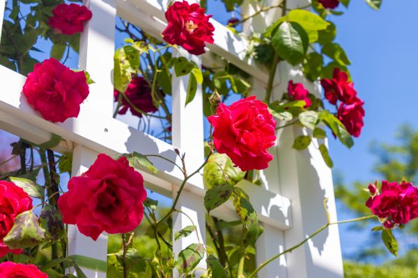 Home Gardening Service in Olive Branch