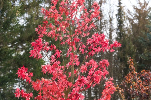 Japanese Maple Planting in Olive Branch