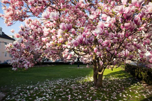 Magnolia Tree Planting in Olive Branch