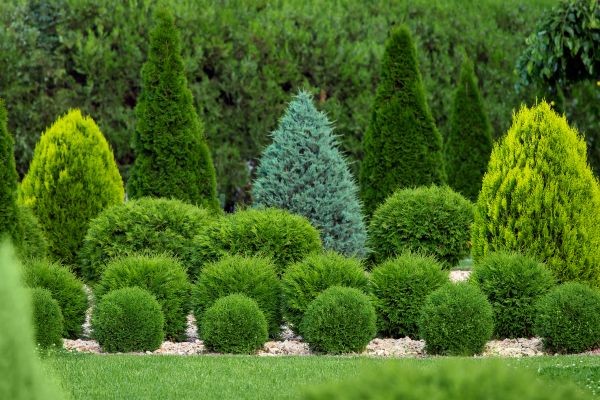 Shrub Replacement in Olive Branch
