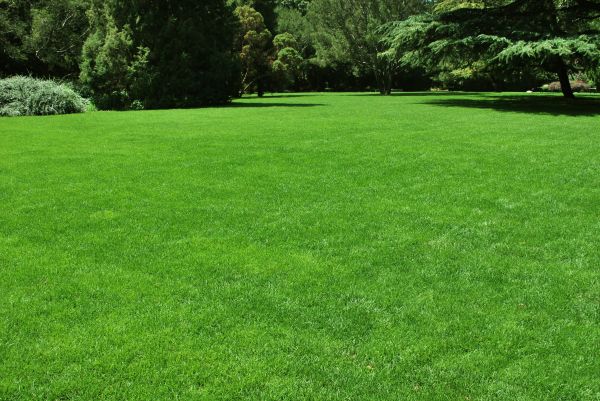 Lawn Landscaping in Olive Branch
