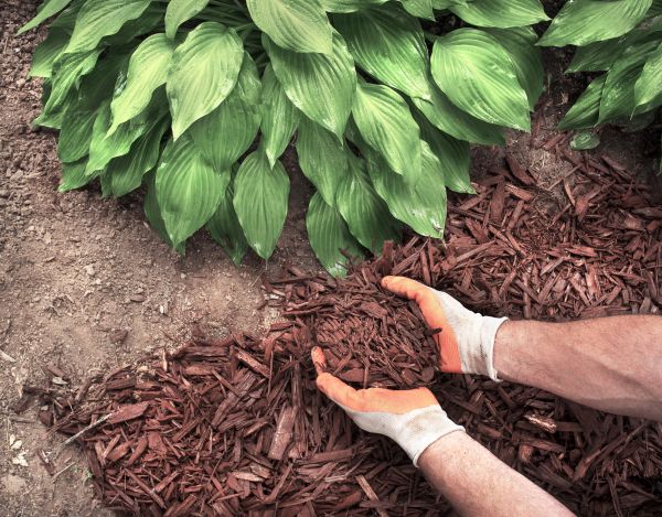 Shredded Mulch Service in Olive Branch