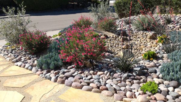 Xeriscape Landscaping in Olive Branch