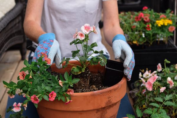 Plant Care Service in Olive Branch