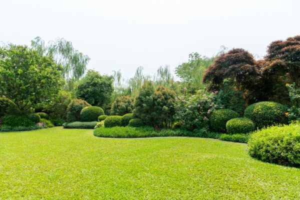 Tree Landscaping in Olive Branch