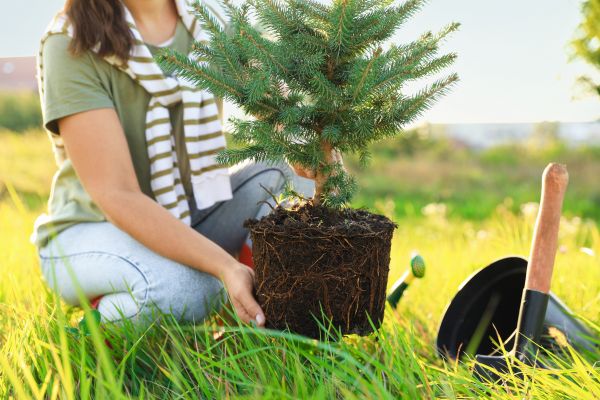 Spruce Tree Planting in Olive Branch