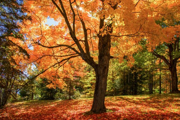 Maple Tree Planting in Olive Branch