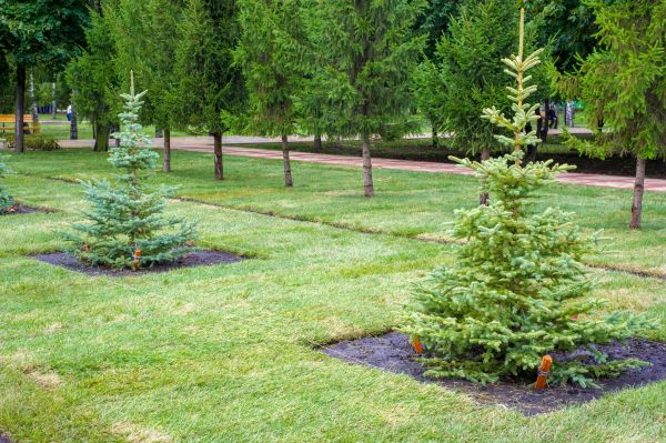 Privacy Trees Planting in Olive Branch