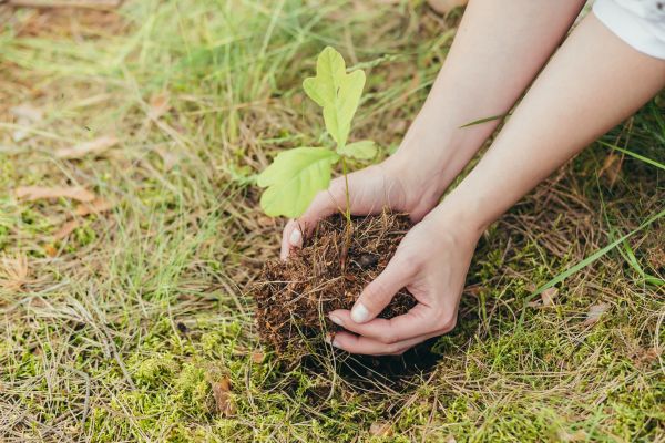 Oak Tree Planting in Olive Branch