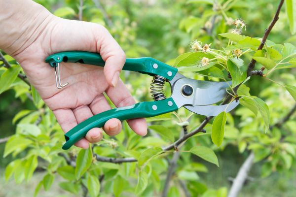 Pear Tree Pruning