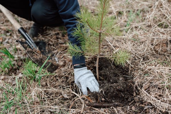 Pine Tree Planting in Olive Branch