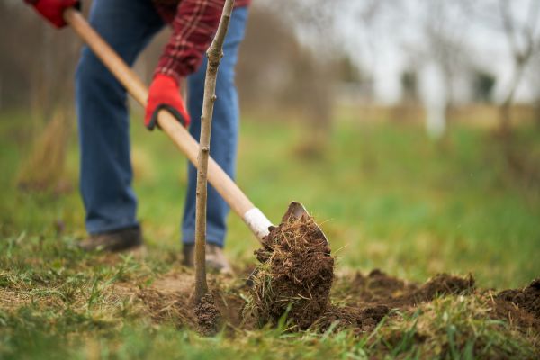 Trees Planting in Olive Branch