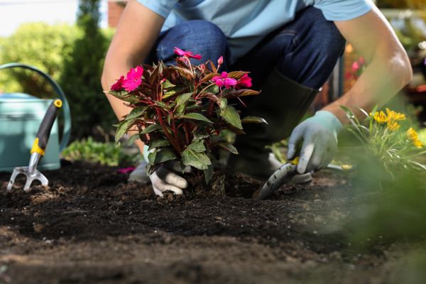 Plant Replacement in Olive Branch