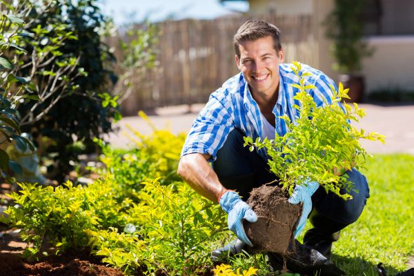 Shrub Landscaping in Olive Branch