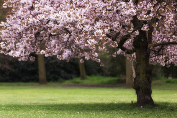 Cherry Tree Planting in Olive Branch