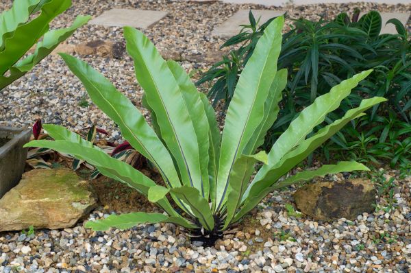 Pea Gravel Installation in Olive Branch