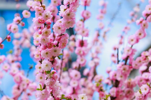Japanese Cherry Tree Planting in Olive Branch