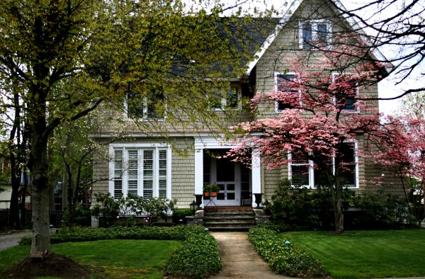 Ornamental Tree Planting in Olive Branch