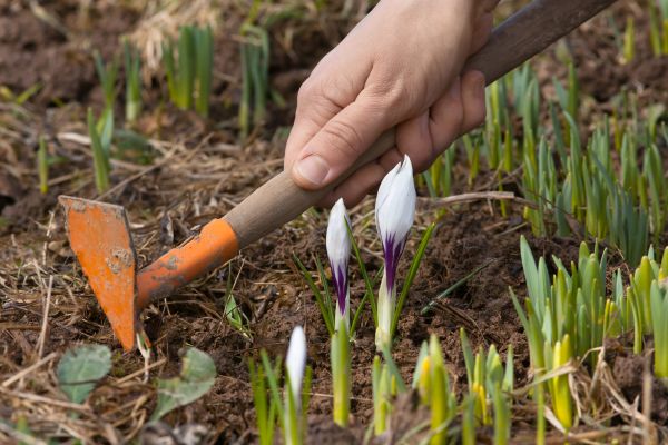 Flower Garden Weeding in Olive Branch