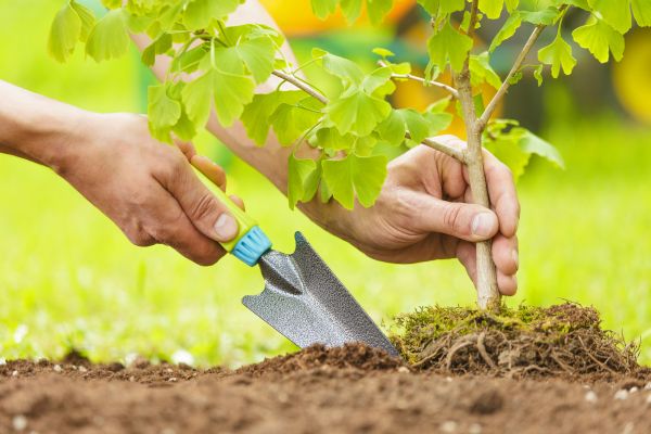 Fruit Tree Planting in Olive Branch