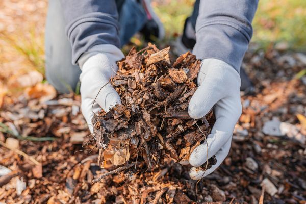Shredded Mulch Installation in Olive Branch
