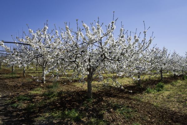 Orchard Planting in Olive Branch