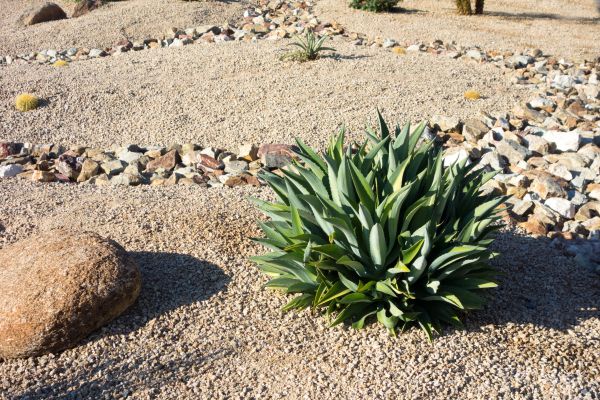 Xeriscaping Service in Olive Branch