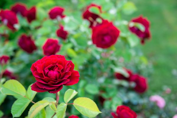 Rose Planting in Olive Branch