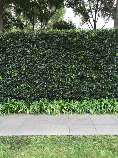 Privacy Shrub Planting in Olive Branch