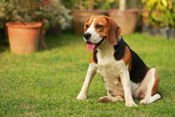Dog Friendly Landscaping in Olive Branch