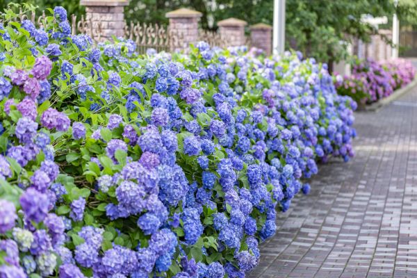 Hydrangea Landscaping in Olive Branch