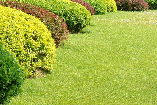 Shrubbery Planting in Olive Branch