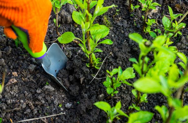 Hydrangea Planting in Olive Branch