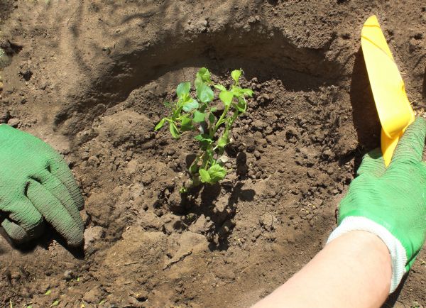 Rose Bush Planting in Olive Branch