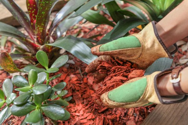 Residential Mulching in Olive Branch