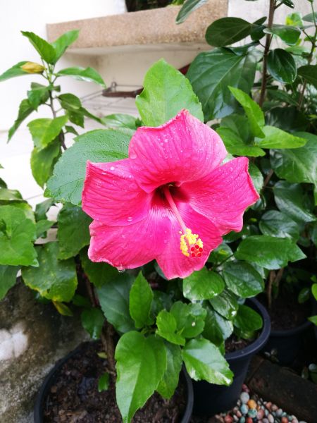 Hibiscus Planting in Olive Branch