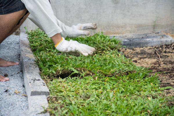 Ground Cover Planting in Olive Branch