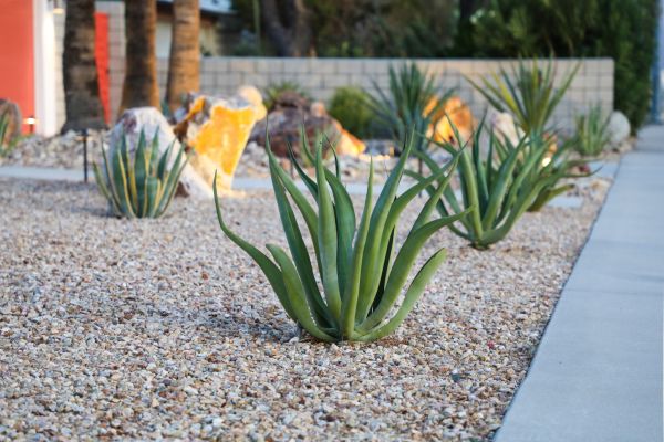 Drought Resistant Landscaping in Olive Branch