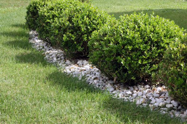 Boxwood Planting in Olive Branch