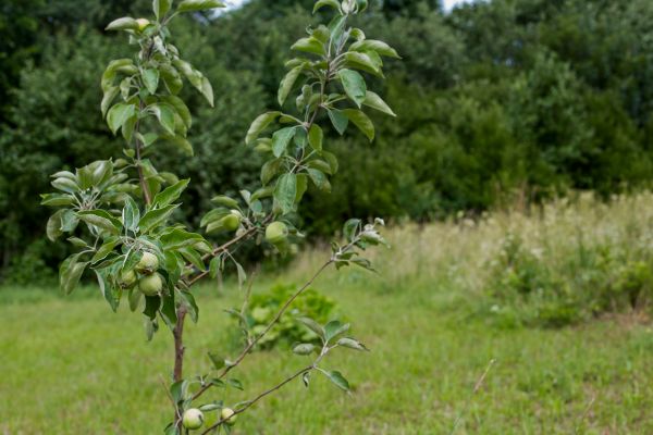 Apple Tree Planting in Olive Branch