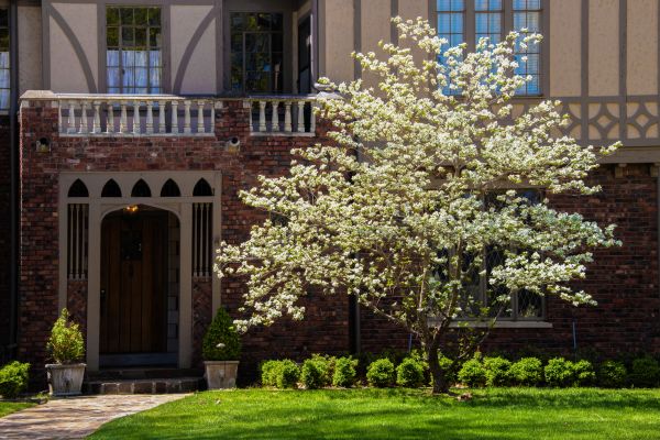 Dogwood Tree Planting in Olive Branch